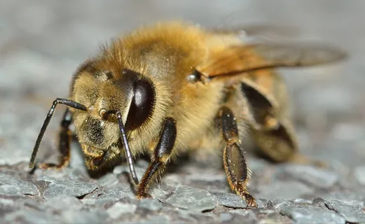 昆虫,膜翅目,蜜蜂,蜜蜂 昆虫,膜翅目,蜜蜂,蜜蜂
