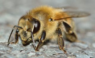 昆虫，膜翅目，蜜蜂，蜜蜂