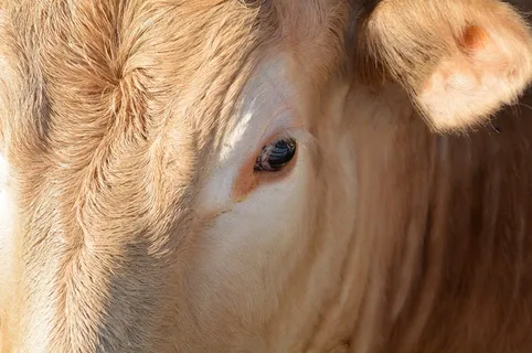 动物，牛肉，牛，大坝，农业，牲畜，头