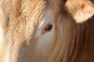 动物，牛肉，牛，大坝，农业，牲畜，头