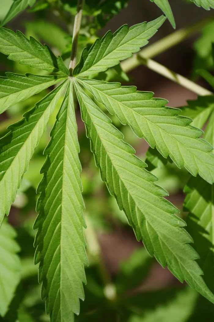 大麻，叶，自然