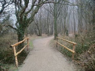 大自然，随时随地，森林，桥，森林路径，田园诗