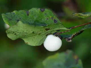 常见的雪果，浆果，白色，Symphoricarpos Albus