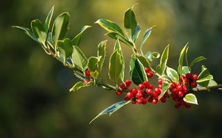 冬青，浆果，圣诞节，叶子，植物，自然
