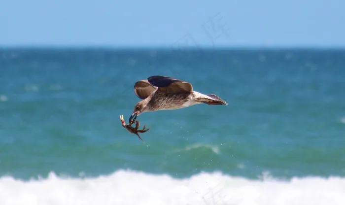 海鸥，蟹，芳，飞行，海滩，海，飞