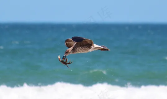 海鸥,蟹,芳,飞行,海滩,海,飞 海鸥,蟹,芳,飞行,海滩,海,飞