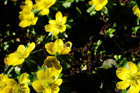 冬季,花,开花,黄色 冬季,花,开花,黄色