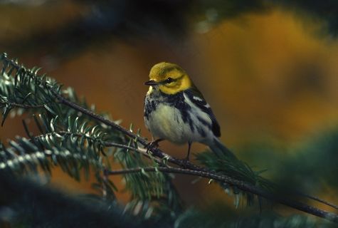 鸟，莺，女性，黑喉，绿色，野生动物