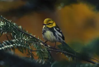 鸟，莺，女性，黑喉，绿色，野生动物