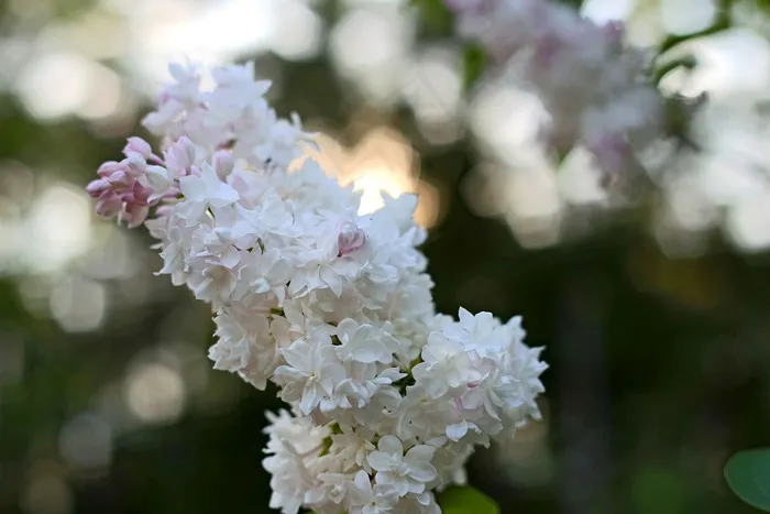 花卉,菊花,珍珠梅,丁香花,白樱花,花景白