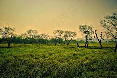 绿色，风光，自然，景观，夏天，树，风景名胜