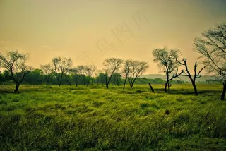 绿色，风光，自然，景观，夏天，树，风景名胜