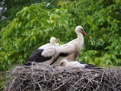 动物园，苏黎世，动物，鹳，巢，家庭