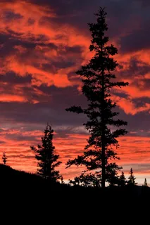 日落,景观,树木,剪影,景区,橙色 日落,景观,树木,剪影,景区,橙色