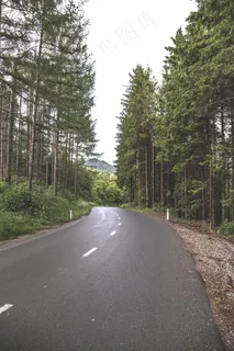 森林,道路,树,绿色,自然,景观,户外 森林,道路,树,绿色,自然,景观,户外