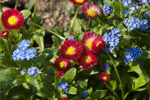 花草甸,雏菊,红色,花,开花,盛开 花草甸,雏菊,红色,花,开花,盛开