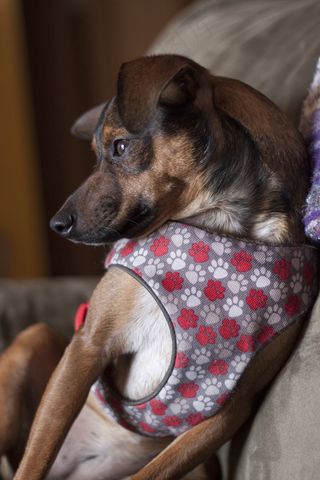 可爱，狗，渺小，小狗，棕色，宠物，肖像，年轻