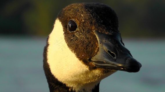 鸭，鸭头，黑色和白色，比尔，水禽