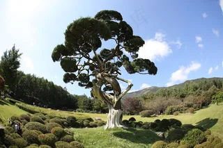 木材，树木园，松树，蓝色，草，天空