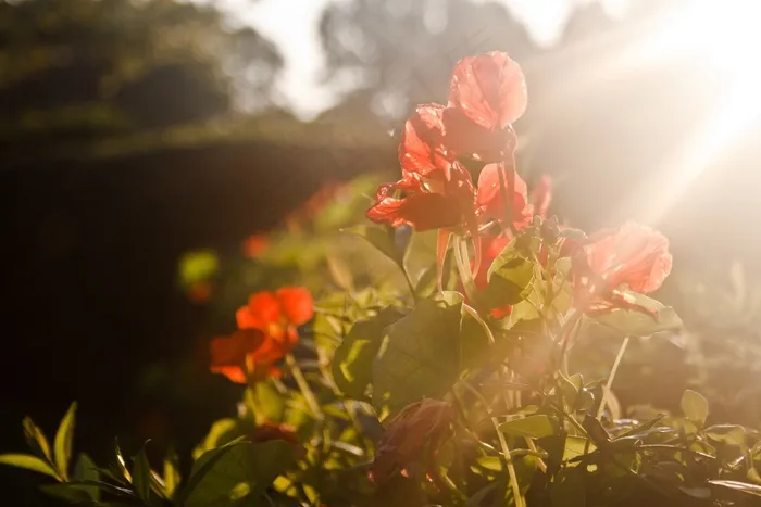 植物,花卉,菊花,工笔画,红叶,红色花朵夕阳的光辉