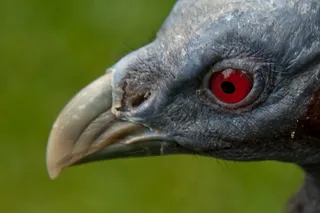 鸟飞，蓝色，眼睛，动物，天空，家禽，鸟类，全身羽毛