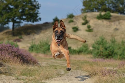 玛利诺犬，跳跃，强大，夏天，比利时牧羊犬