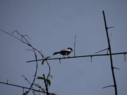 喜Robin罗宾,鸟,丹德利,卡纳塔克邦,印度,飞 喜Robin罗宾,鸟,丹德利,卡纳塔克邦,印度,飞