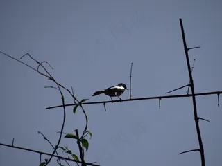 喜Robin罗宾，鸟，丹德利，卡纳塔克邦，印度，飞