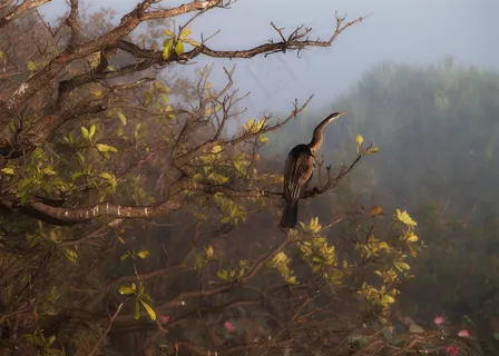 北领地，鸟，自然，澳大利亚，野生动物