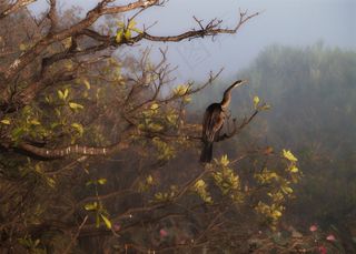 北领地，鸟，自然，澳大利亚，野生动物