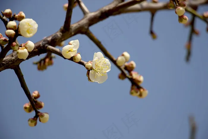 性质，植物，春天的花朵，叶，开花
