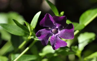 长春，紫罗兰色，花，开花，盛开，植物