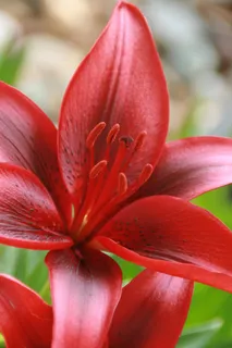 百合,虎,开花,夏天,花,红色,自然 百合,虎,开花,夏天,花,红色,自然