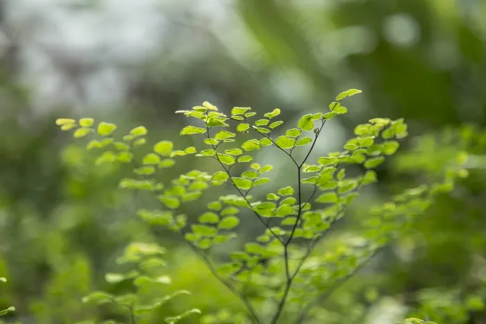 小，叶子，植物，绿色，叶子，性质，小