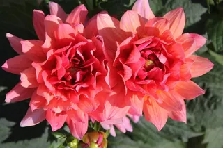 大丽花，花，开花，盛开，粉红色，三文鱼，花园