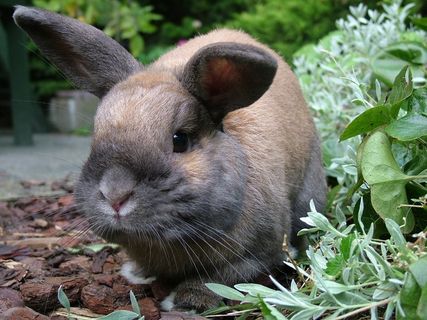 兔子,动物,棕色 兔子,动物,棕色