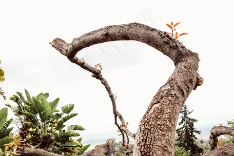 树,枝杈,树枝,自然,植物,自然 树,枝杈,树枝,自然,植物,自然