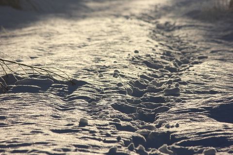 路径，冬天，雪，景观，白雪皑皑