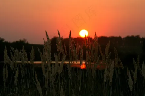 日落,太阳,云,天空,水,反射,芦苇 日落,太阳,云,天空,水,反射,芦苇