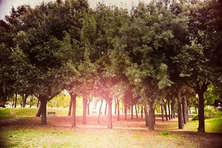 树,白杨树,松林,生态林,天空,太阳阳光树木草