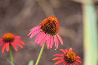 紫锥菊，紫色锥花，红宝石星
