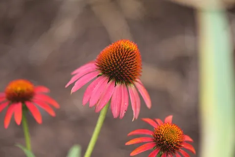 紫锥菊,紫色锥花,红宝石星 紫锥菊,紫色锥花,红宝石星