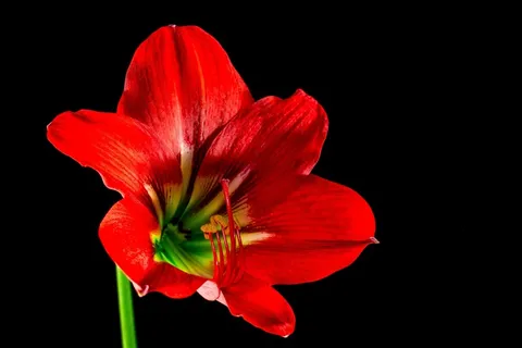 开花，花，红色