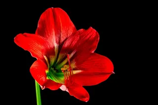 开花，花，红色