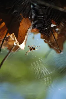 昆虫，蜘蛛，帆布，动物，宏，自然
