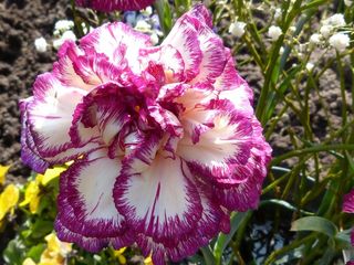 宏，关闭，开花，自然，花，植物