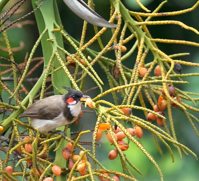 歌手，鸟，自然，野生动物，吃，喂养