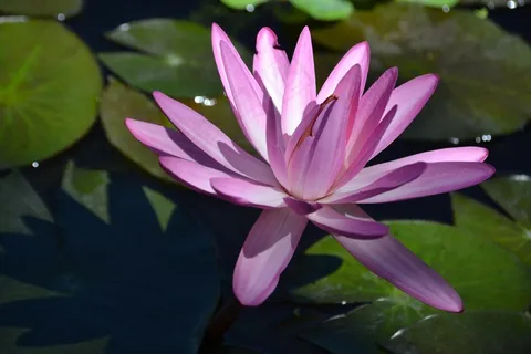 睡莲,花,水,水生植物,开花 睡莲,花,水,水生植物,开花