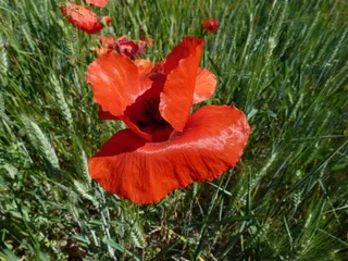 罂粟，鲜花，性质，宏，红色，夏天，字段