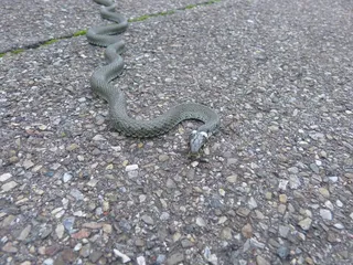 草蛇，蛇，爬行动物，小毒蛇，Natrix